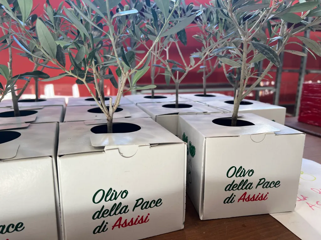 Olive Trees of Peace in Assisi